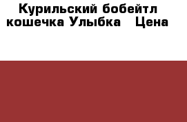 Курильский бобейтл, кошечка Улыбка › Цена ­ 10 000 - Московская обл., Москва г. Животные и растения » Кошки   . Московская обл.,Москва г.